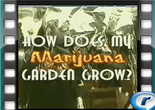 How Does My Marijuana Garden Grow?